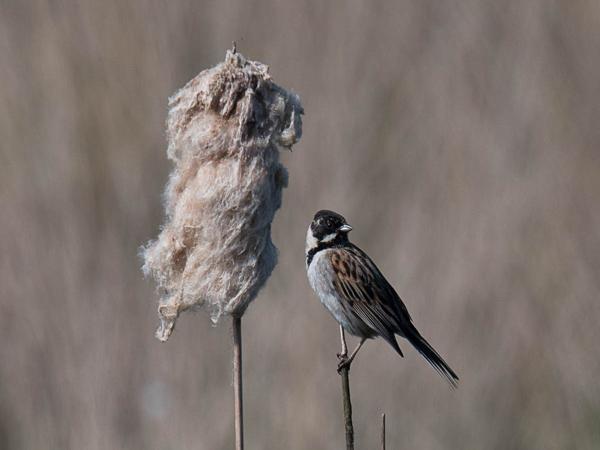 Rietgors (Emberiza schoeniclus)